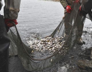 «НІБУЛОН» випустив  у Південний Буг понад 6 тонн мальків риб-біомеліораторів